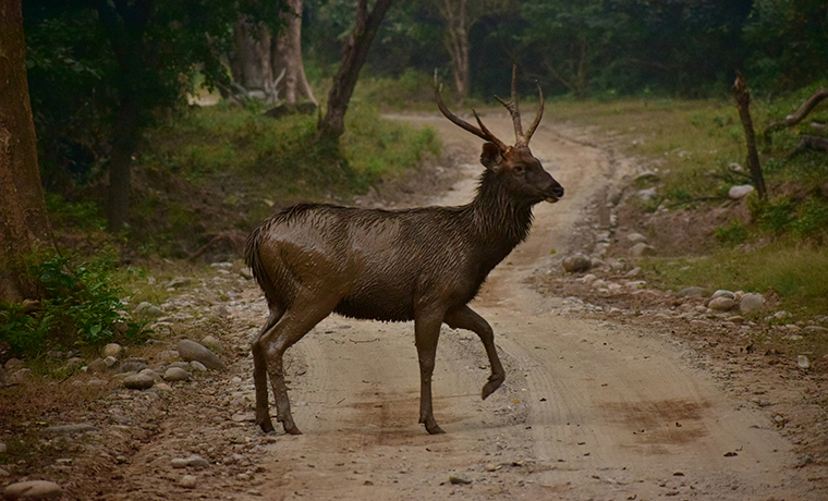 Exploring the Wild Heart of Kerala: Periyar Wildlife Sanctuary