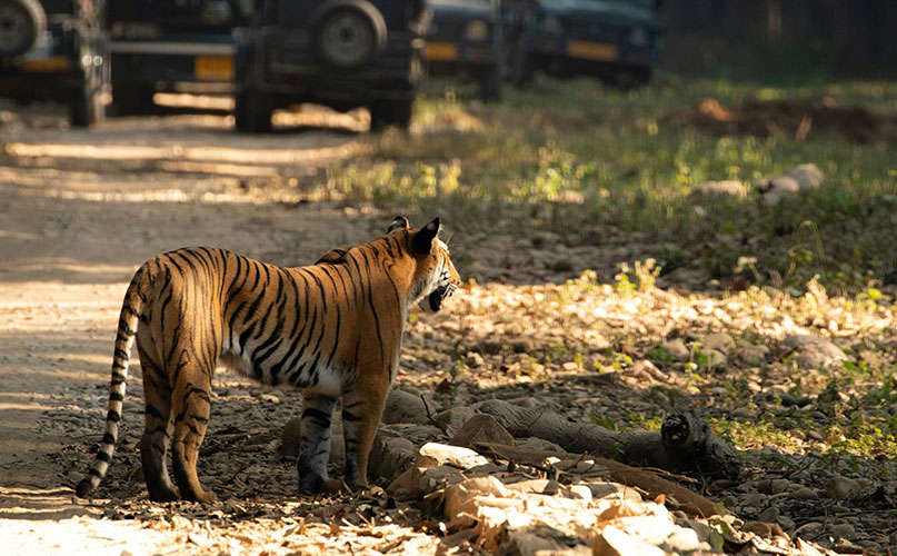 Bandhavgarh Tiger Reserve