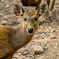 Barking-deer