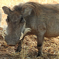 wild boar