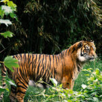 Bandhavgarh Tiger Reserve