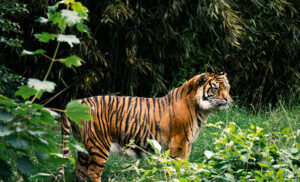 Bandhavgarh Tiger Reserve