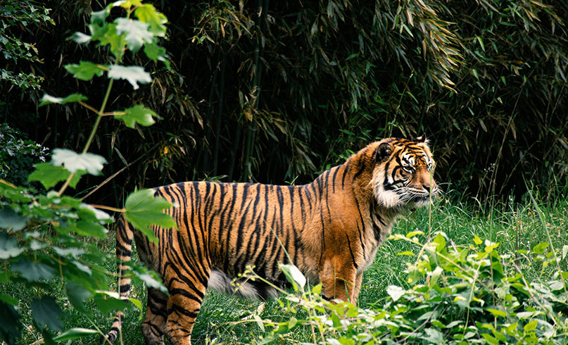 Bandhavgarh Tiger Reserve – Best Tiger Safari Experience in India
