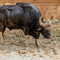 gaur