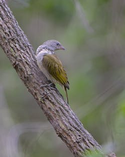 birds