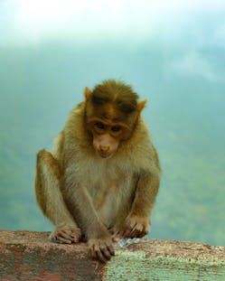 Monkeys