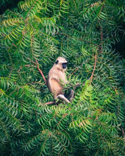Langurs
