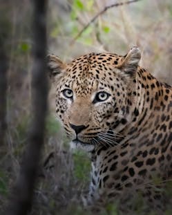Leopards