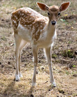 Spotted deer