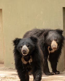 Sloth bears