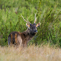 sambar-deer