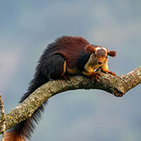 Malabar giant squirrel