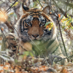 Arrowhead Tigress Death Ranthambore