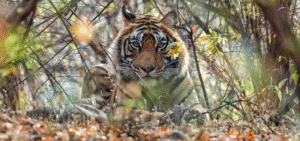 Arrowhead Tigress Death Ranthambore
