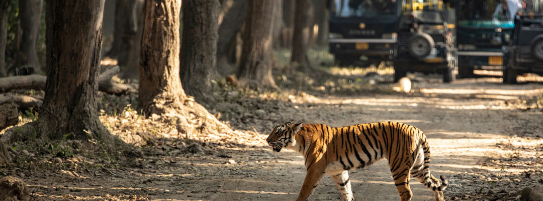 Jim Corbett National Park Experience