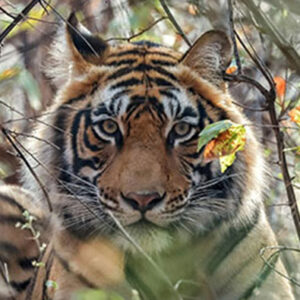 Jim Corbett National Park Experience – 8 Safari Gates और मेरा रोमांचक यादगार सफर