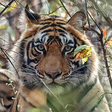 Jim Corbett National Park Experience