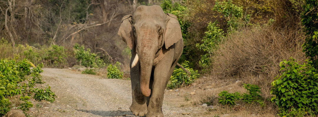 Where to Stay in Jim Corbett