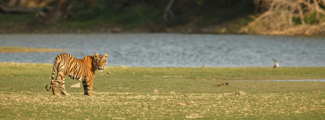 chota Matka Tiger in Tadoba Andhari Tiger Reserve