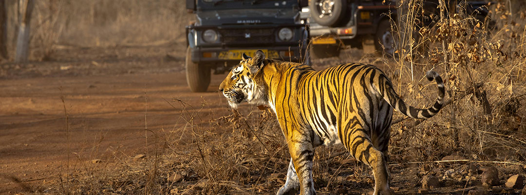 Bandhavgarh National Park
