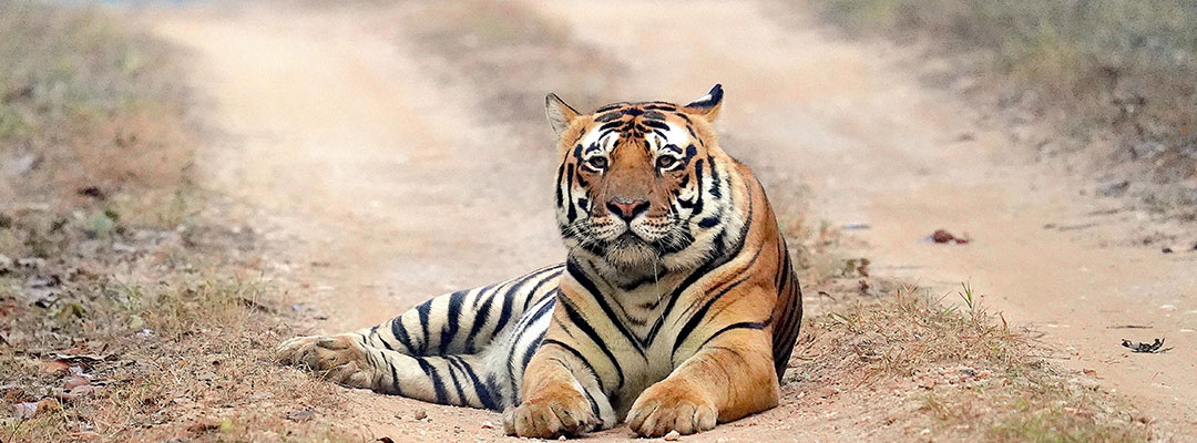 Bandhavgarh National Park
