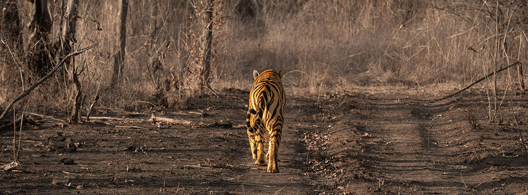Bandhavgarh National Park